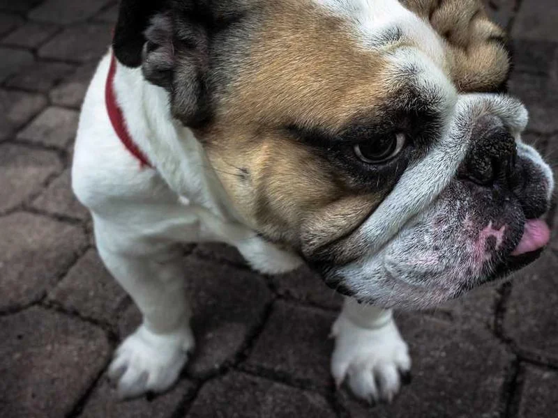 Image 0 de Recherche scooter