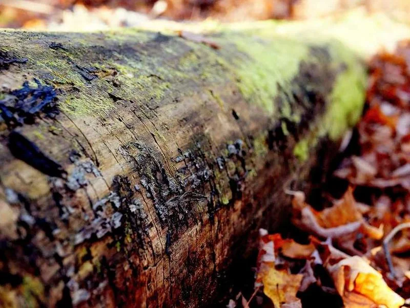 Image 0 de Recherche console de jeux