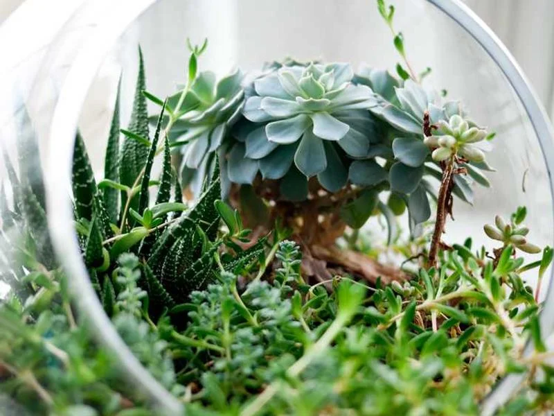 Image 0 de Planche de surf à vendre