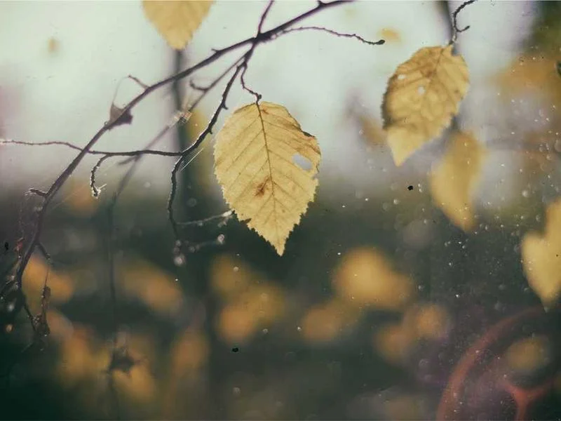 Image 0 de Objet divers à vendre