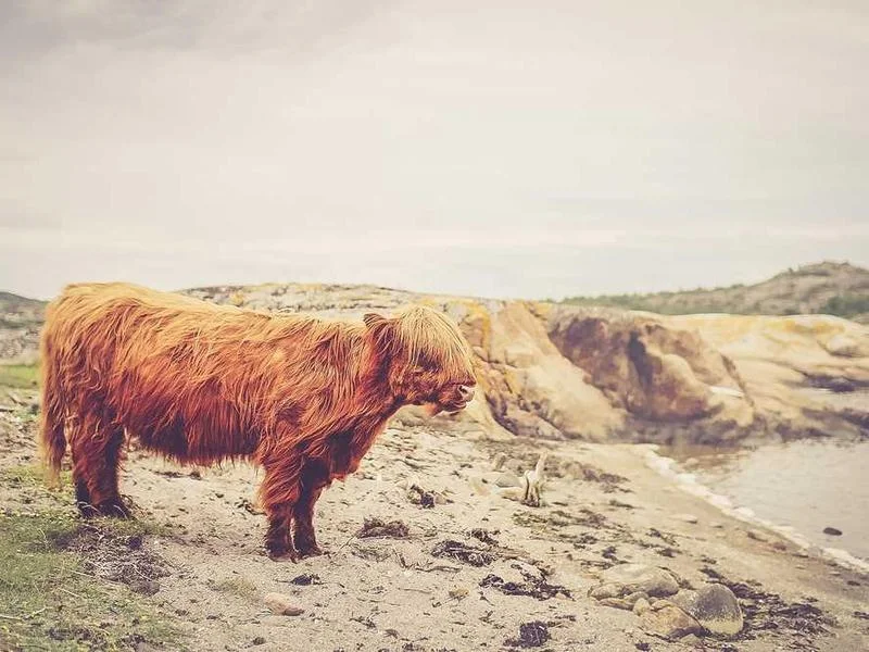 Image 0 de Donne objet divers