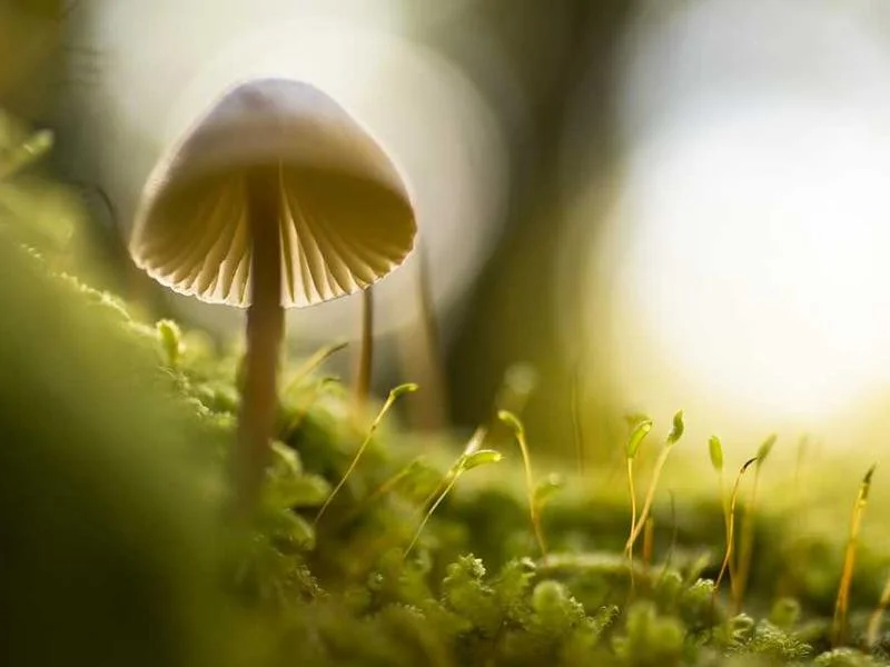 Image 0 de À vendre