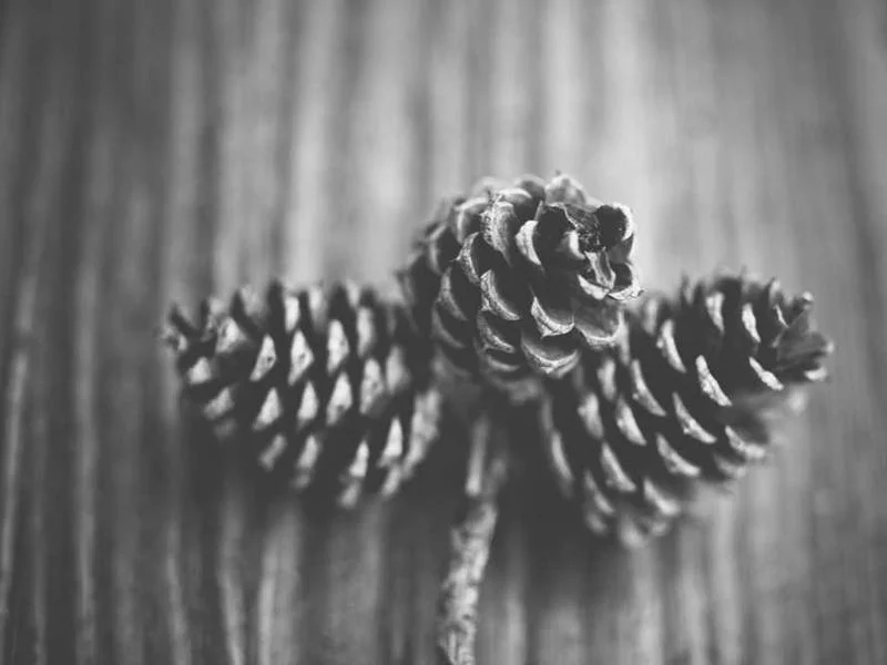 Image 0 de Recherche téléphone