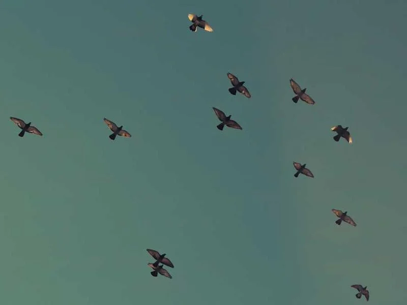 Image 0 de Télévision à vendre