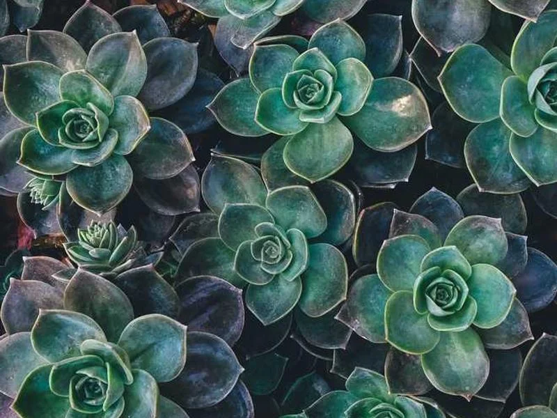 Image 0 de Studio à louer