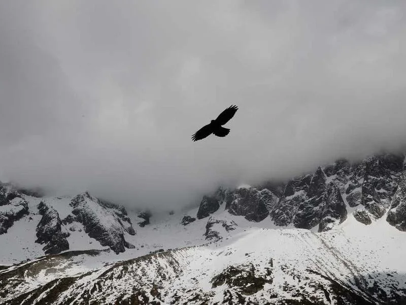 Image 0 de VTT à vendre