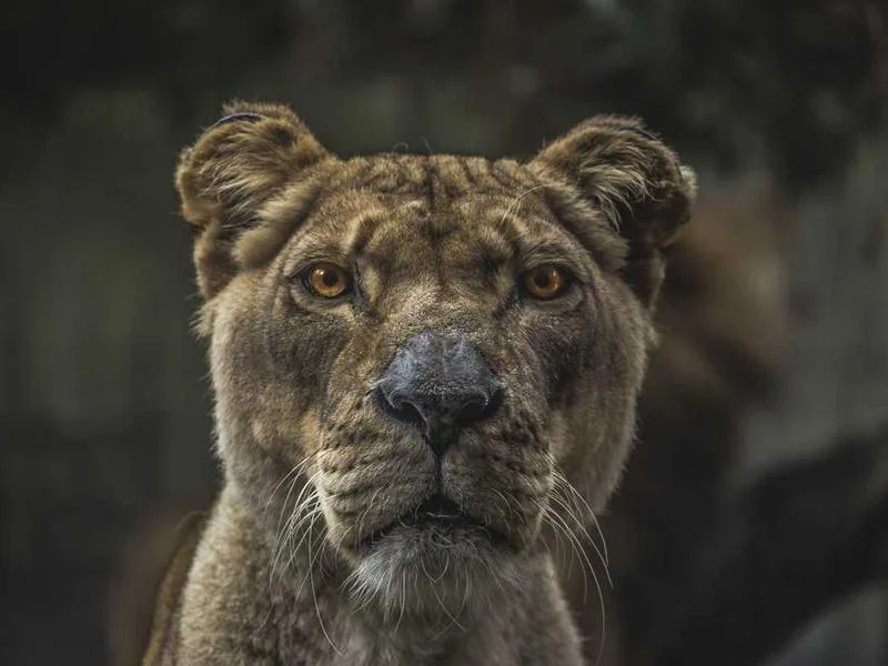 Image 0 de À vendre