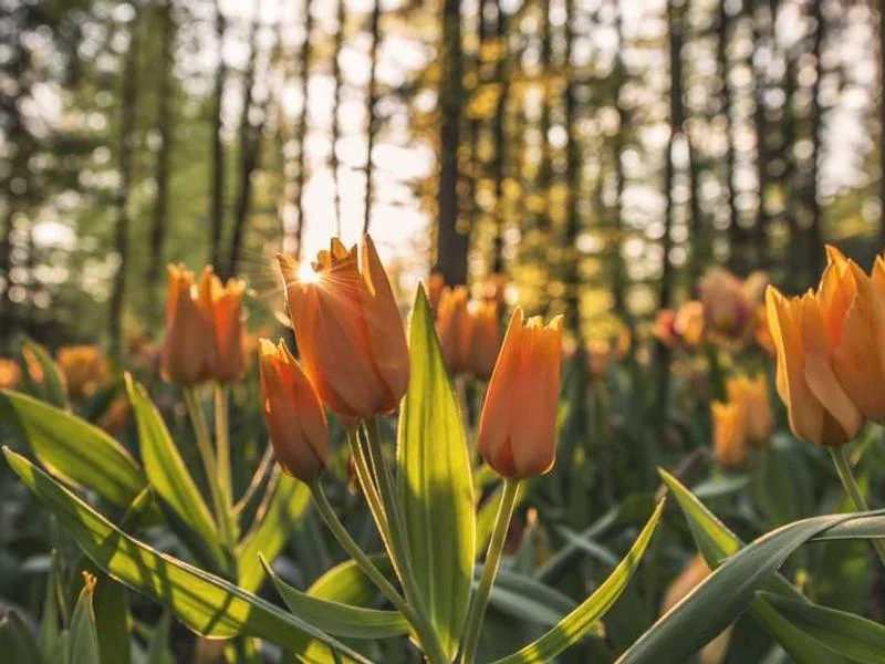 Image 0 de Recherche télévision