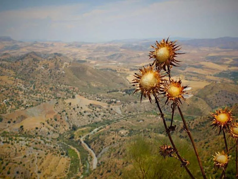 Image 0 de Objet divers à vendre