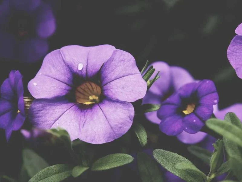 Image 0 de À vendre