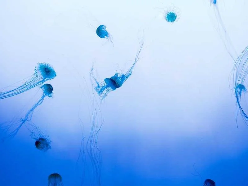 Image 0 de Recherche terrain