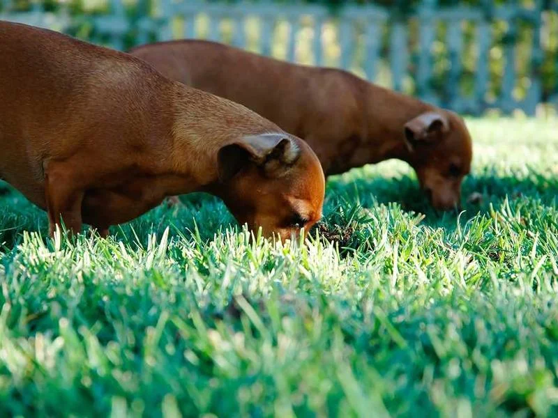 Image 0 de Garage à louer