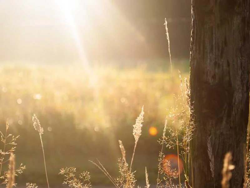 Image 0 de Recherche téléphone