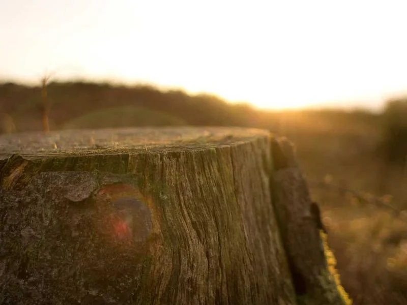 Image 0 de Kayak à vendre