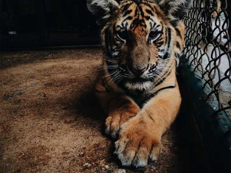 Image 0 de Console de jeux à vendre