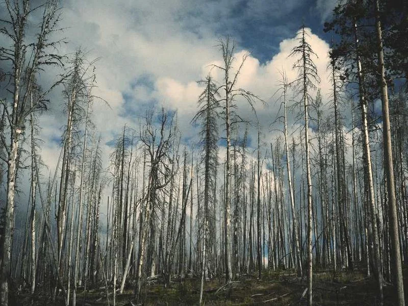 Image 0 de Table à vendre