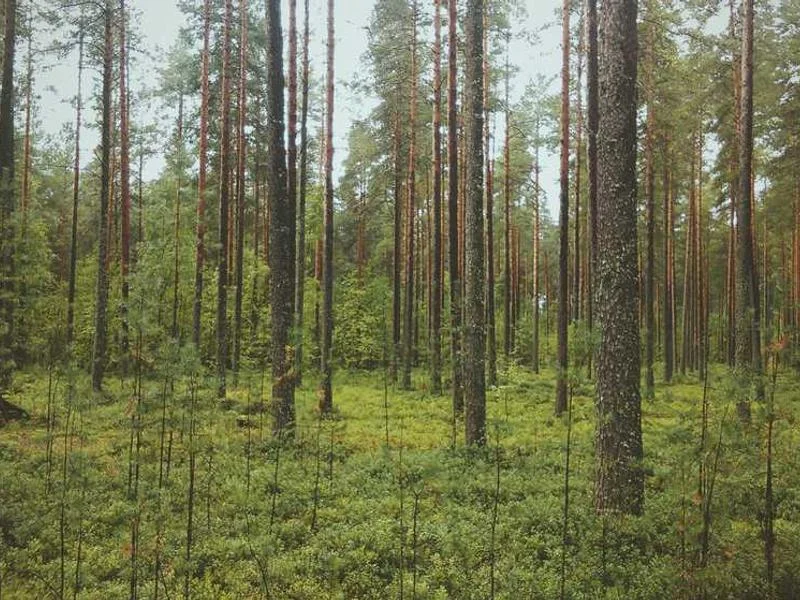 Image 0 de Donne lit