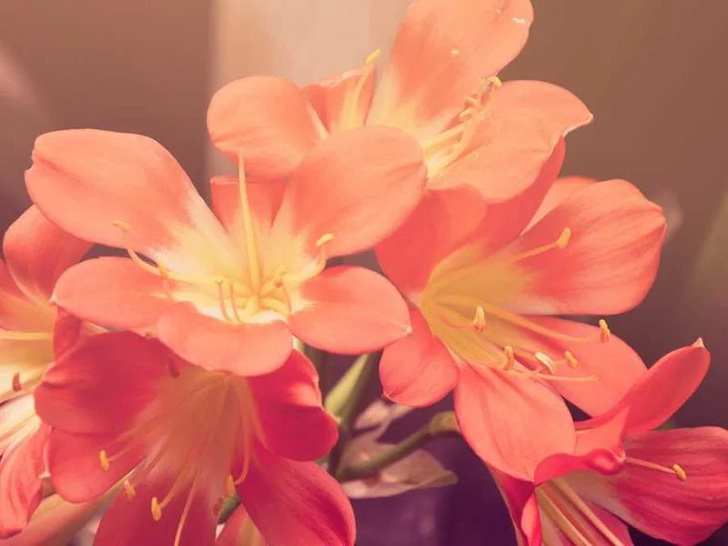 Image 0 de Lot divers à vendre