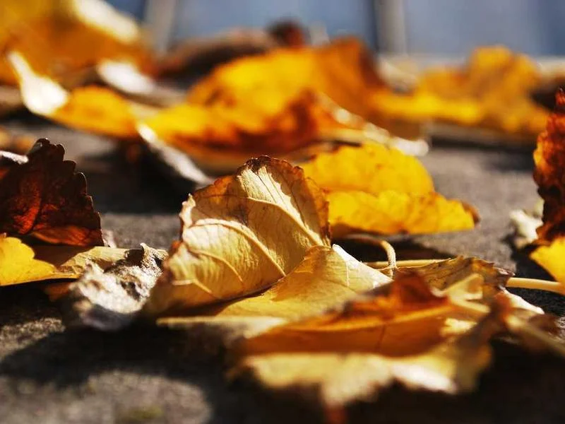 Image 0 de VTT à vendre