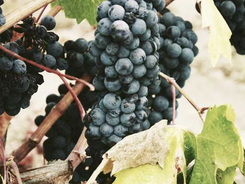 Image 0 de Kayak à vendre