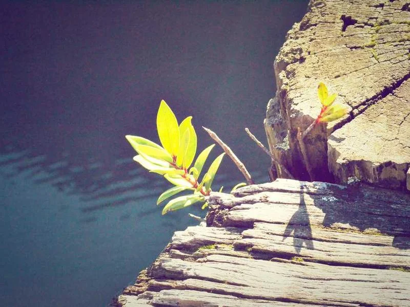Image 0 de Objet divers à vendre