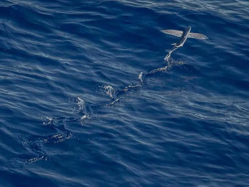 Image 0 de Lot divers à vendre