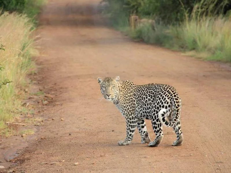 Image 0 de Objet divers à vendre