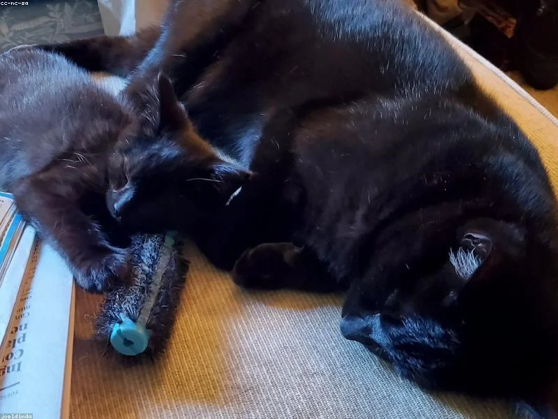 Image 0 de Bibliothèque