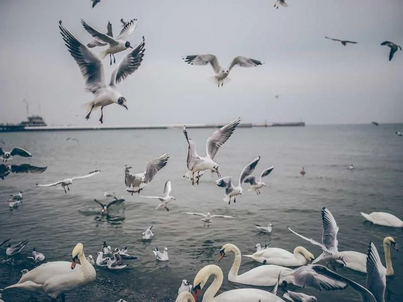 Image 0 de Bureau à vendre