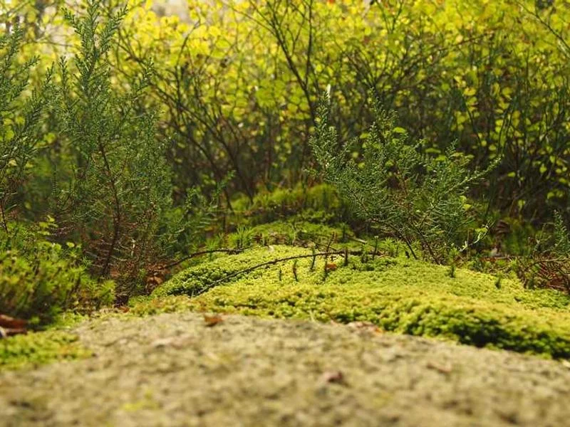 Image 0 de Téléphone à vendre