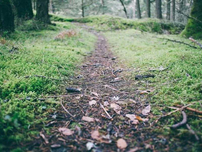 Image 0 de Recherche scooter