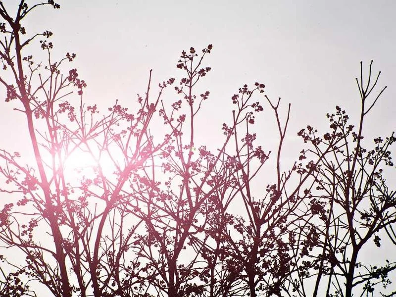Image 0 de Objet divers à vendre