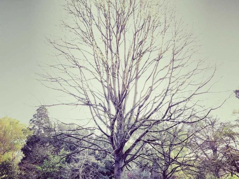 Image 0 de Objet divers à vendre