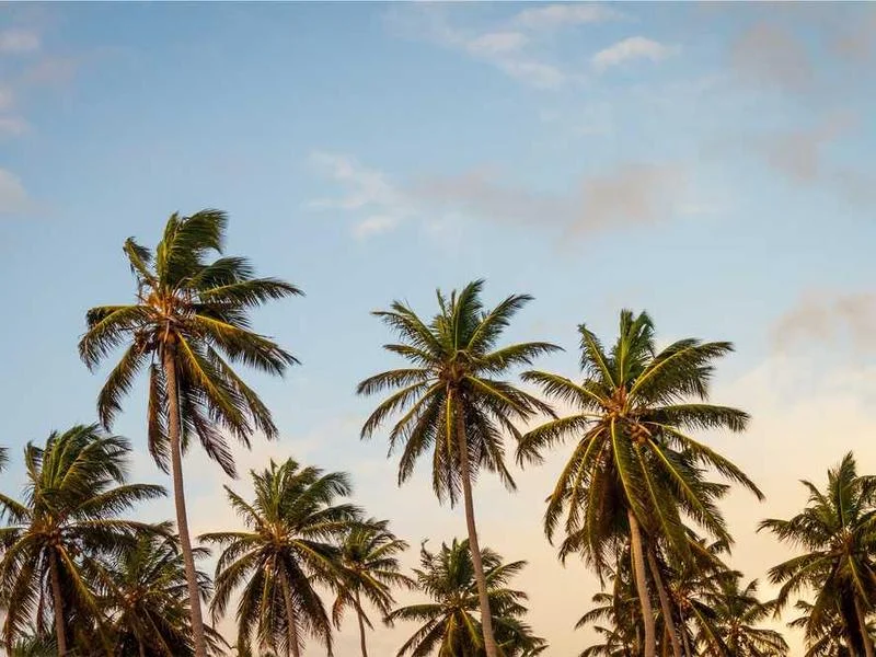 Image 0 de Objet divers à vendre