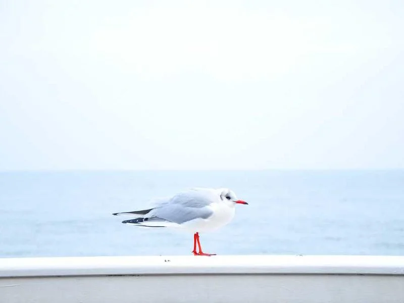 Image 0 de Objet divers à vendre