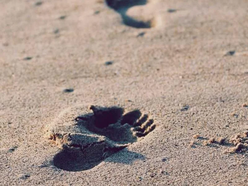 Image 0 de Recherche bateau