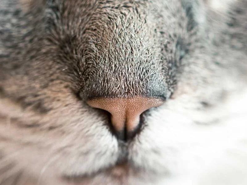 Image 0 de Donne canapé