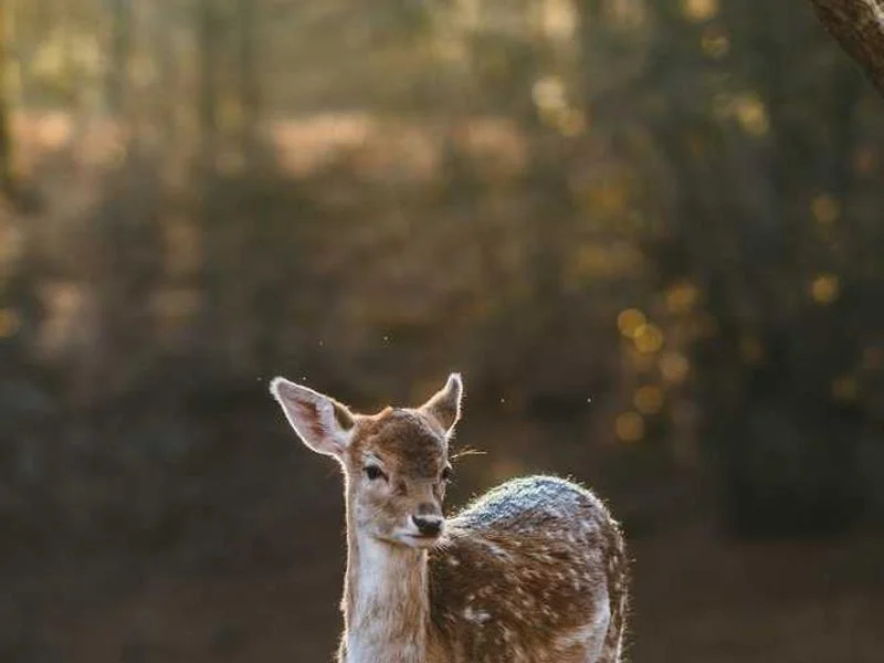 Image 0 de Objet divers à vendre