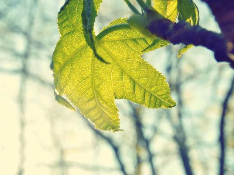 Image 0 de Appartement à louer