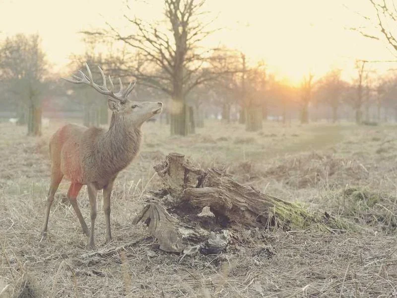 Image 0 de À vendre