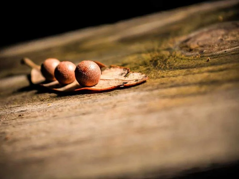 Image 0 de Objet divers à vendre