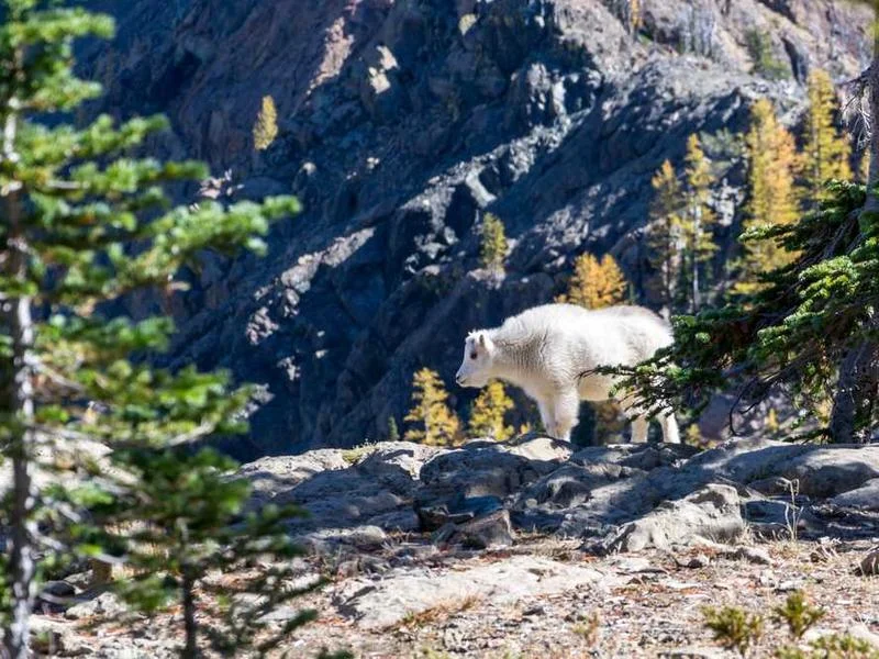 Image 0 de VTT à vendre