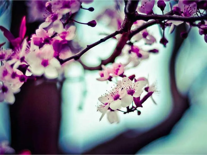 Image 0 de Recherche console de jeux