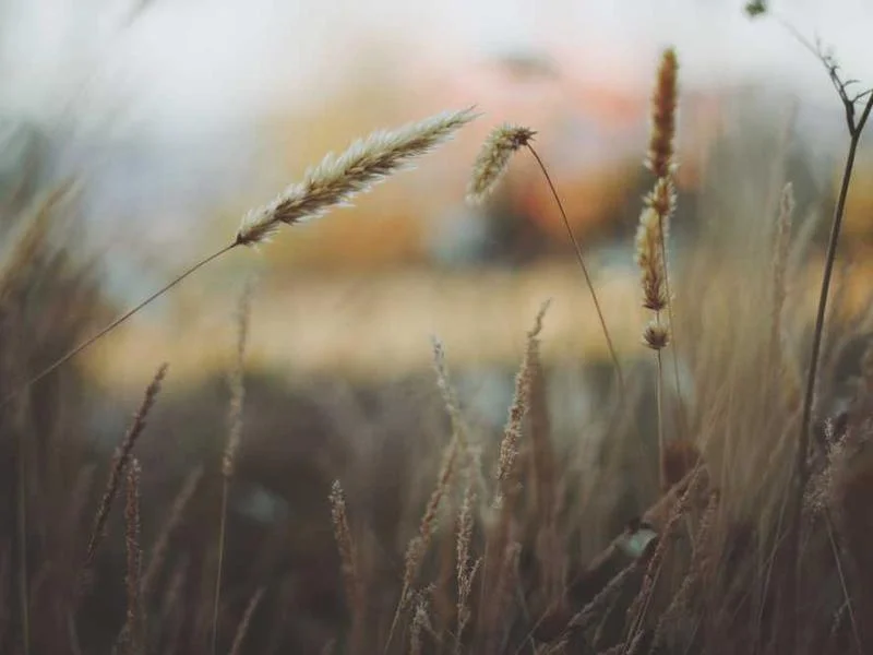 Image 0 de Lot divers à vendre