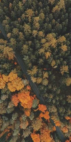 Aliquam consequatur eos